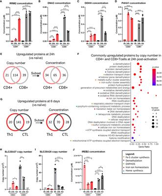 Analysis of Iron and Iron-Interacting Protein Dynamics During T-Cell Activation